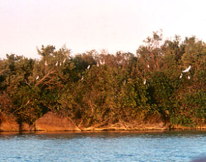 egrets on island