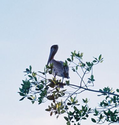 brown pelican