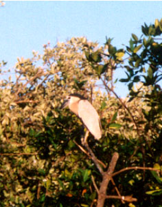 Boatbill heron