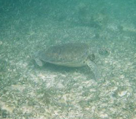 sea turtle
