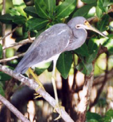 tricolor heron