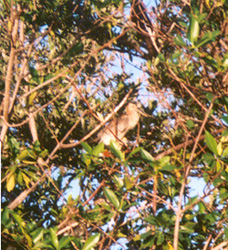 brown bird
