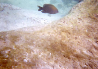 Damsel fish