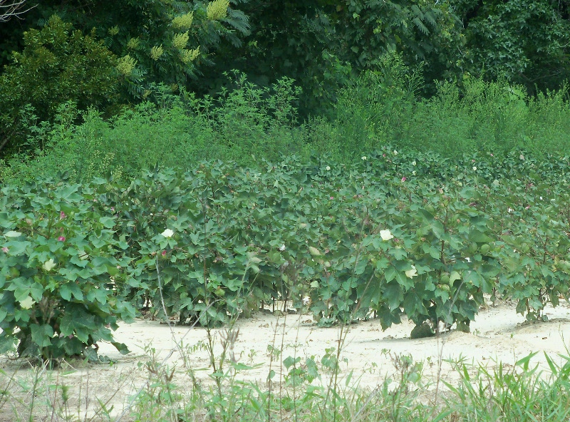 cotton field along highway