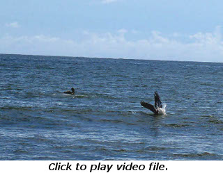 Pelicans diving for breakfast