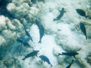blue tangs