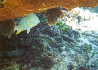 grunt fish
