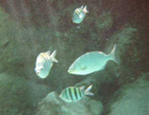 more fish