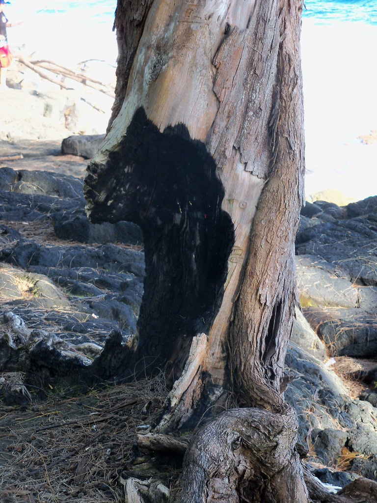 "bitten" tree