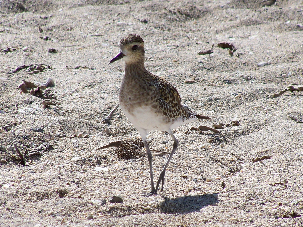 golden plover