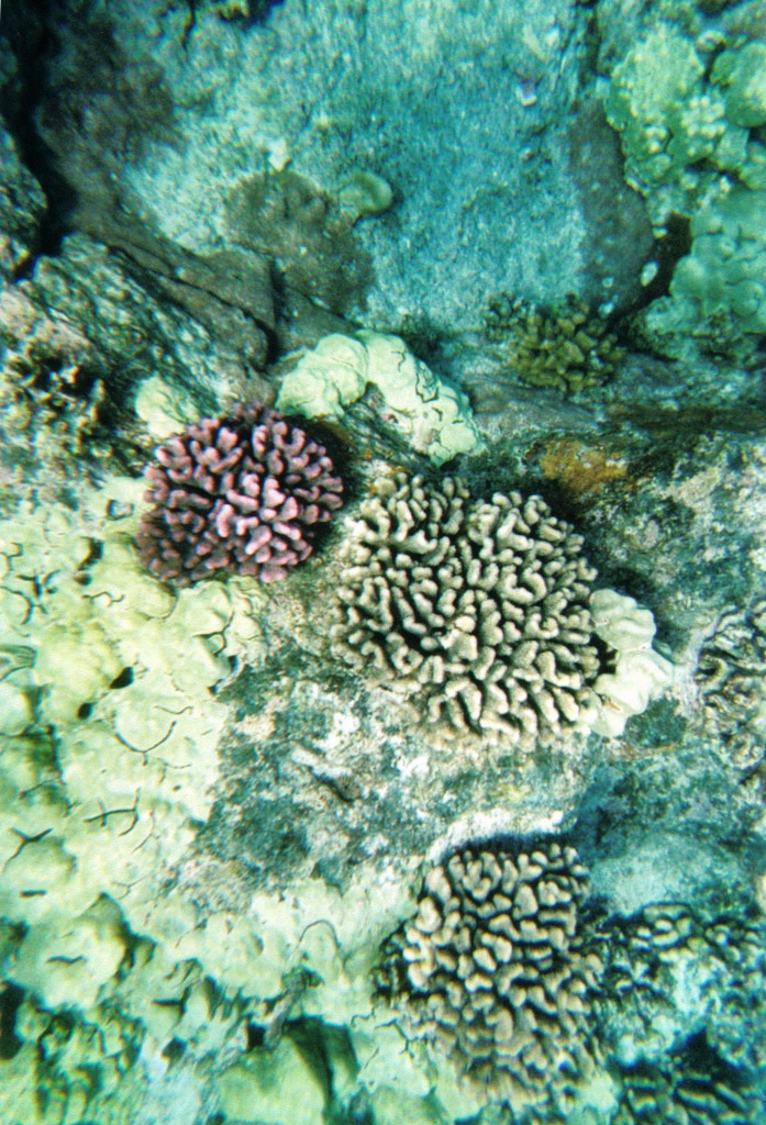 coral