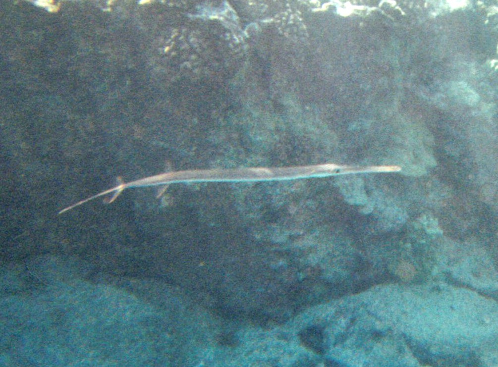 needle fish