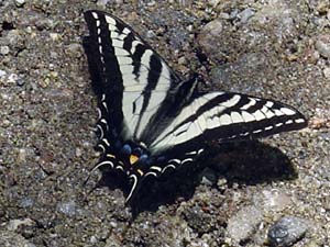 swallowtail