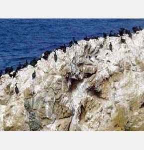 birds
