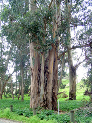 cool tree