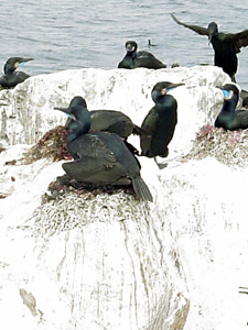 cormorants