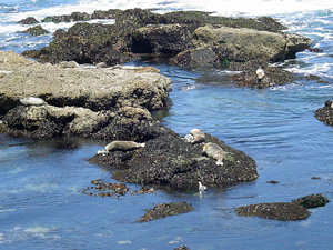 sea lions