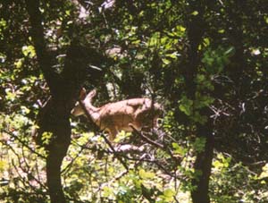 deer