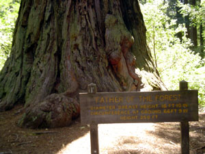 father tree