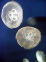jellyfish
