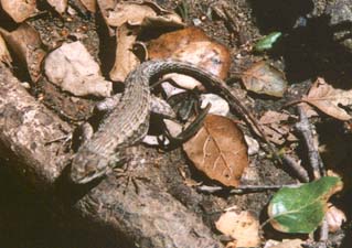 lizard