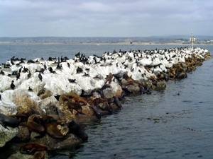municipal pier