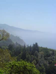 from Nepenthe