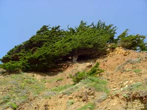dunes at Peiffer Beach