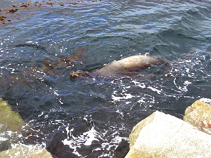 sea lion