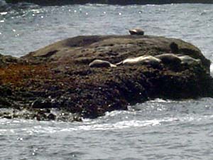 sea lions