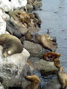 sea lions