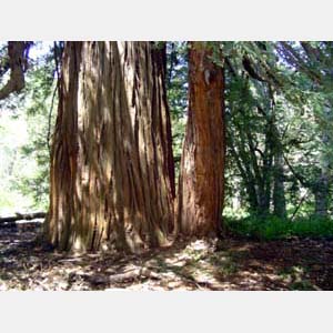 trees