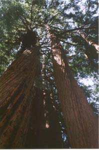 tall trees