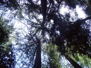 trees
