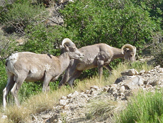 Big horn sheep