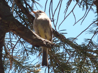 wren