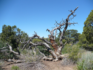 old tree at end of NR Drive