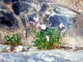 Flowers from rocks