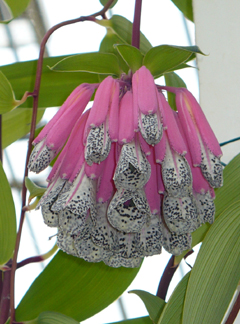 Bomarea