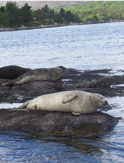 seal island