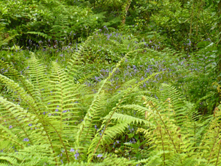 wildwood garden