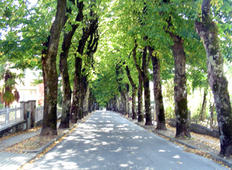 Barga street