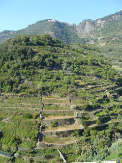 Terraces