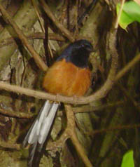 bird