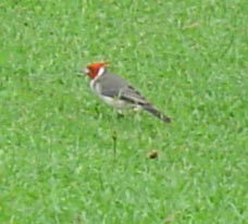 cardinal