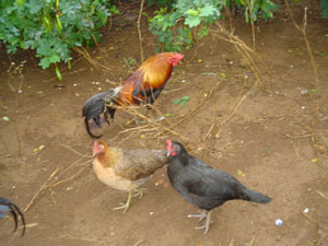 chickens