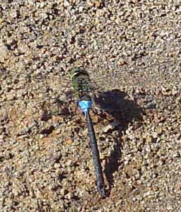 blue dragonfly