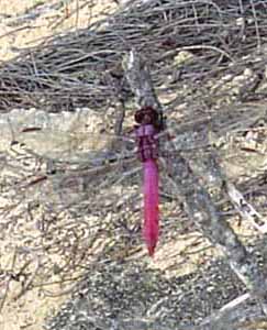 pink dragonfly