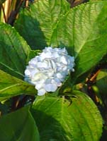 hydrangea