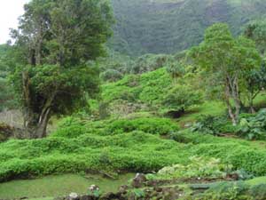 Gardens